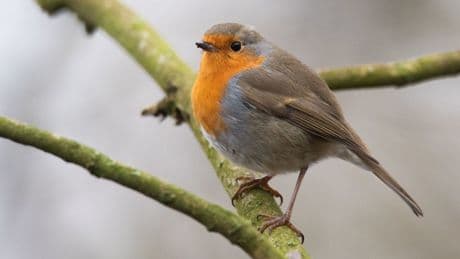 Kolumne „Zurück zur Natur“: Die Stunde der Gartenvögelzähler