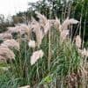 J’ai une plante exotique envahissante dans mon jardin, que faire ?