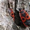 Verzichten Sie auf Gift: Diese Insekten sind ein Segen für den Garten