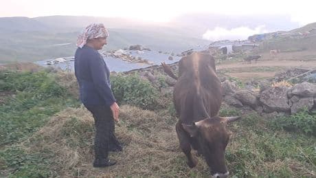 Artvin'de Şap alarmı: "Köyde sağlam hayvan kalmadı, yetkililer sessiz"