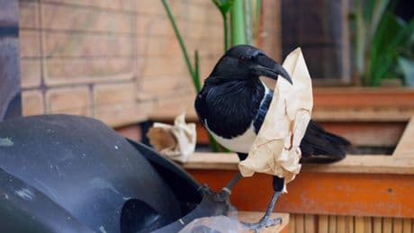 Les oiseaux récupèrent les emballages McDonald’s... et voici ce qu’ils en font, selon une étude