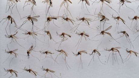 Klima und Insekten: Viele Stechmücken in Niedersachsen erwartet