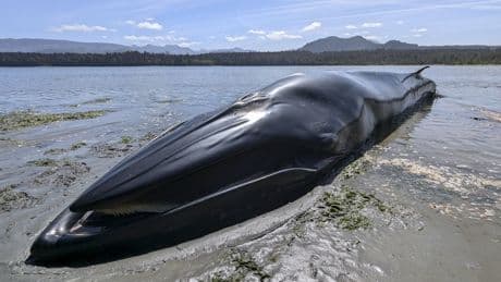 Whale never seen in B.C. waters washes up dead on Vancouver Island beach