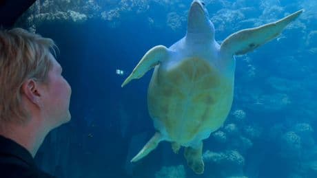 Stralsund: 31 Becken - Neuer Aquarienrundgang im Meeresmuseum eröffnet