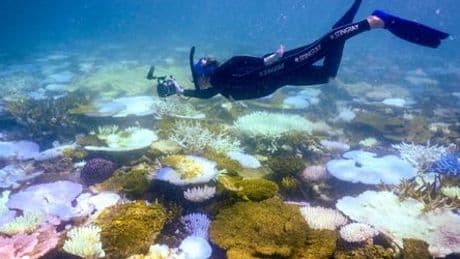 Australien: Schäden am Great Barrier Reef durch Korallenbleiche erreichen neuen Rekord