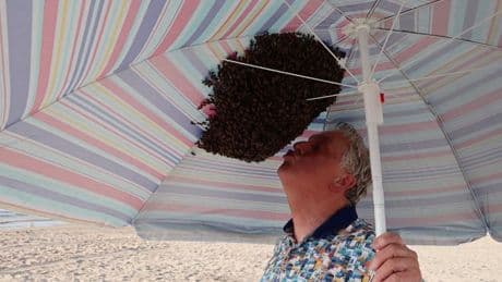Schreck am Strand: Badegast stellt Schirm auf, wenig später sitzen Tausende Bienen darunter