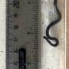 Scientists overturn hundreds of rocks to rediscover world's smallest-known snake