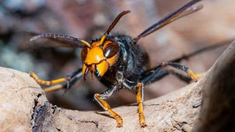 Ministers urged to tackle surge in Asian hornets after rise in sightings