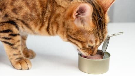 Ablaufdatum bei Tierfutter: Wann es für Ihr Haustier gefährlich wird