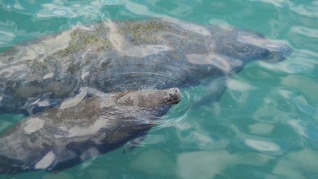 Democratic senators press Trump administration on how it will protect endangered species