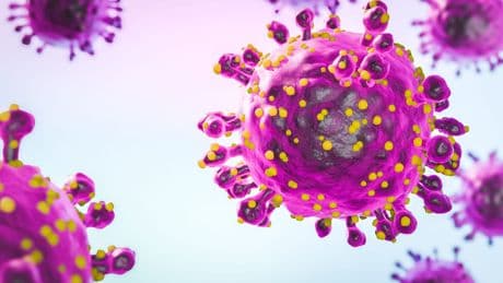 Neues Virus in Europa: Institut warnt vor Oropouche-Ausbreitung