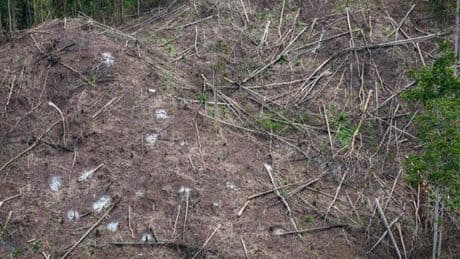 Loi contre la déforestation : onze pays de l’Union européenne jugent ses exigences « disproportionnées »