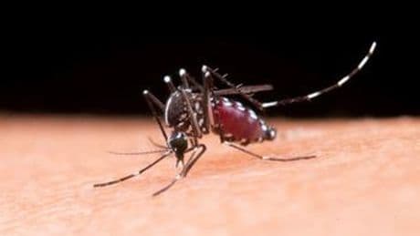 ?Dengue, registrato un caso in Toscana: uomo ricoverato dopo viaggio in India. Il Comune di Prato dispone la disinfestazione