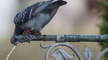 Tauben vertreiben: Was Sie gegen die Vögel auf Balkon oder Terrasse tun können