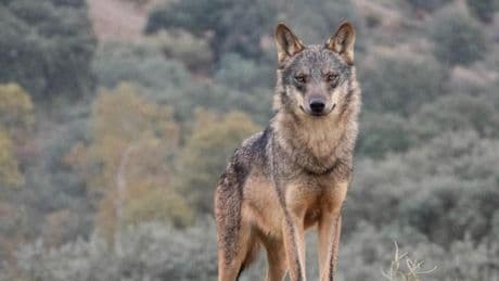 La Eurocámara aprueba la rebaja del estatus de protección del lobo
