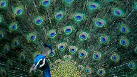 ‘Bock, bock, bock you next’: Gunman heads to prison for shooting at man who told him to stop harassing a flock of peacocks