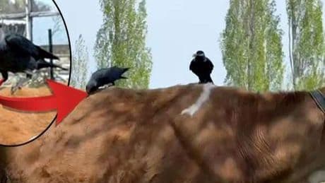 Kargalar, ineğin tüylerini yolup götürdü! Sebebi şaşkına çevirdi