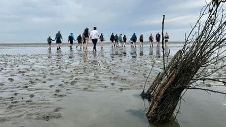 Wattenmeer an der Nordsee: Klimawandel erhöht Risiken beim Erlebnistourismus im Watt