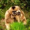 KIJK. Eerste gibbonbaby in ZOO Planckendael in 13 jaar verkent ‘zijn’ eiland: “Kaal ukje is nu mooi behaard blondje”