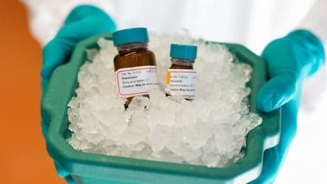 Drug combination found to extend lifespan by 30 per cent