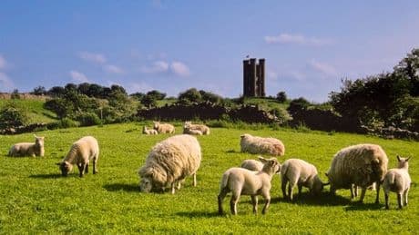 Americans visit English countryside for first time and are blown away by one thing