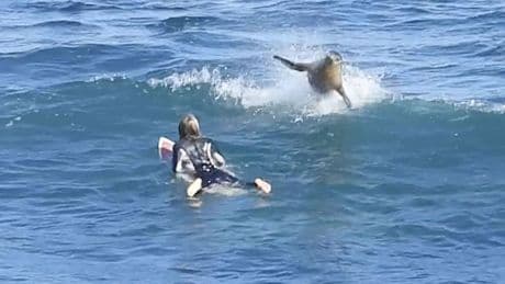 Unerwarteter Moment - Seelöwe überrascht Surferin im Wasser
