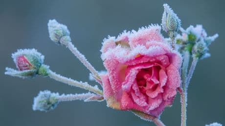 Bis zu minus 9 Grad! - Jetzt kommt der Ost-Frost