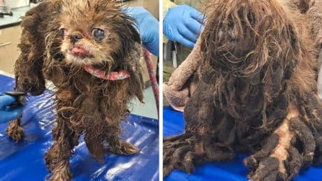 Heartbreaking photos show squalid conditions elderly woman died in – as authorities rescue over 80 dogs who lived with her