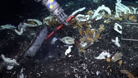 Exploran una fosa del Pacífico y encuentran al 'dios del inframundo' a 6.000 metros de profundidad