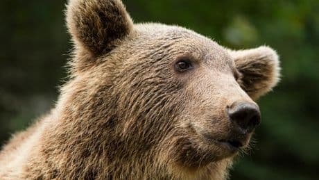 El Pirineo catalán renace con el oso pardo: naturaleza, ecoturismo y comunidad en acción