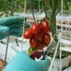 Here's how a major Mexican tomato exporter is affected by Trump's 17% tariff
