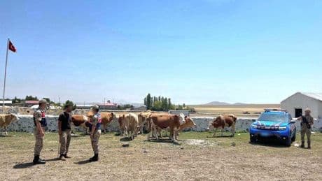 Kars’ta kaybolan büyükbaş hayvanlar bulundu