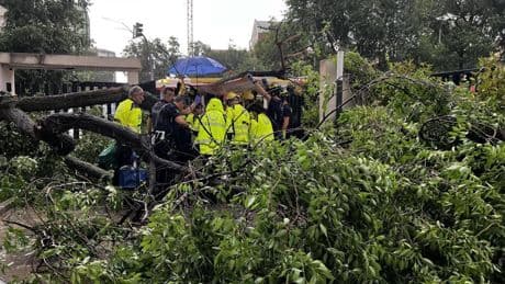 Herida grave una mujer de mediana edad tras caerle encima un árbol en Madrid