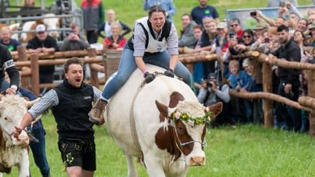 Alte Tradition, tierische Gaudi - Landwirtin Vroni (25) und die Ochsen sind los