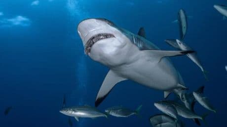 Quand le requin mord en état de légitime défense