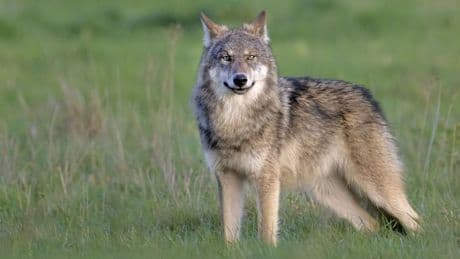 Provincie Utrecht wil wolf afschieten na bijtincident op landgoed Den Treek