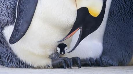 Dans l’Antarctique, les manchots empereurs pourraient disparaître encore plus vite que prévu