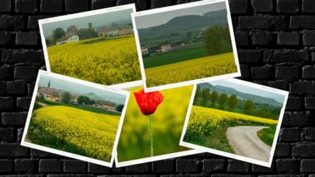 La primavera amarilla en Osona, en imágenes