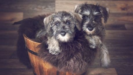 It’s hard getting another dog when you’re grieving, but so worth it