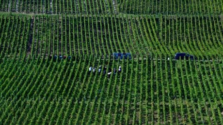 La consommation mondiale de vin au plus bas depuis 1961