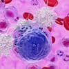 The secret to living longer may be the immune system's 'fountain of youth' - but it comes at a price