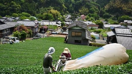 Le matcha, trop populaire, risque la pénurie