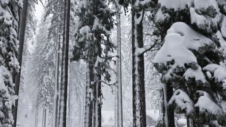 "Une histoire incroyable de persévérance": une randonneuse perdue survit trois semaines dans les montagnes de Californie