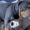 Animal cruelty reports rise by a third in a year
