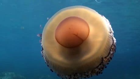 Detectan medusas 'huevo frito' en playas de Jávea y Calpe: así es su picadura