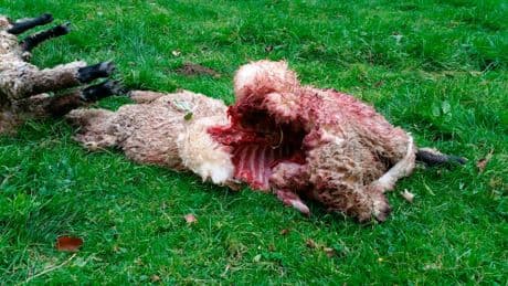 Überraschende Wende - Wolfs-Angriffe gehen stark zurück