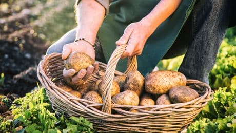 In bestimmten Fällen erlaubt: Dann dürfen Sie Kartoffeln kostenlos mitnehmen