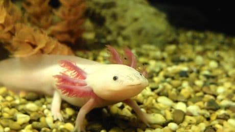 Meet The Salamander That Refuses To Grow Up — But Refuses To Stay Broken