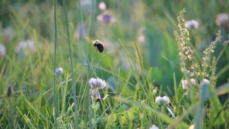 Schluss mit Garten-Sünden: 5 Dinge, die in Ihrem Garten nichts verloren haben