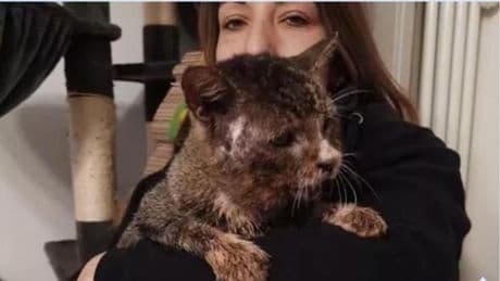 La Spezia, il gattino Olmo torturato a Natale torna alla vita (e alla passione per la pappa)